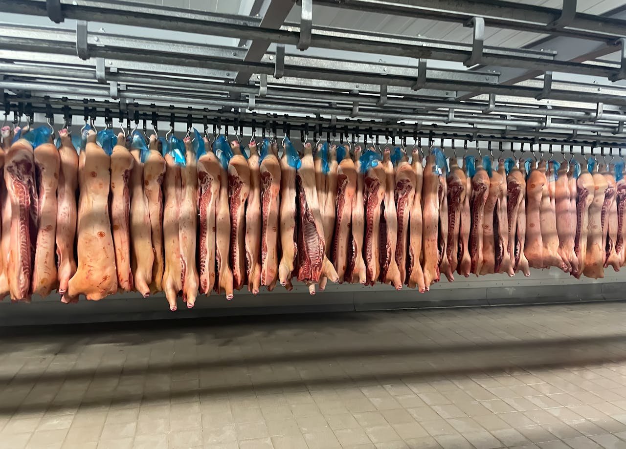 service-01 Rows of pork carcasses hang in industrial slaughterhouse refrigerator.